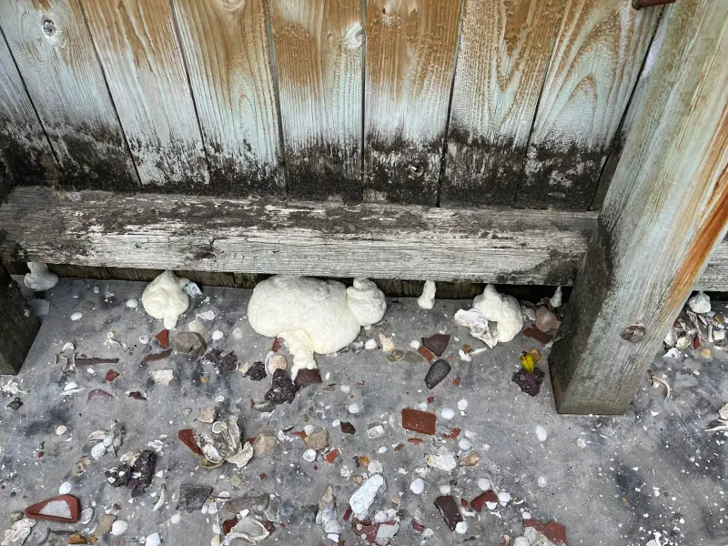 Foam visible at the timber seawall base on Shore Drive in Wrightsville Beach, North Carolina